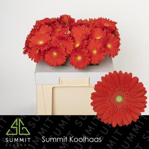 Gerbera grootbloemig 'Red Explosion'