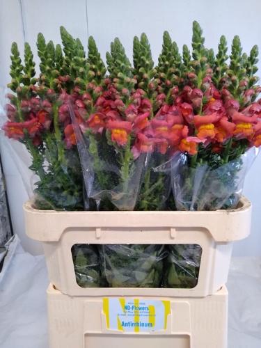 Antirrhinum majus 'Potomac Dark Orange'