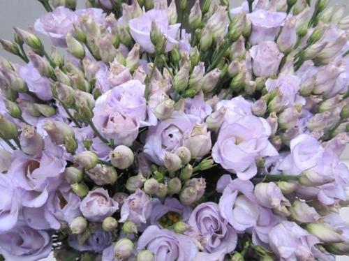 Eustoma russellianum gevuldbloemig kleurbehandeld H%