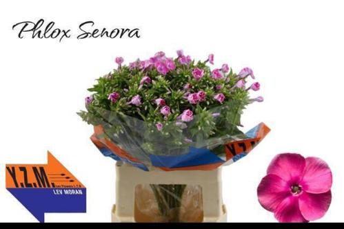 Phlox Paniculata Grp 'Cenura'