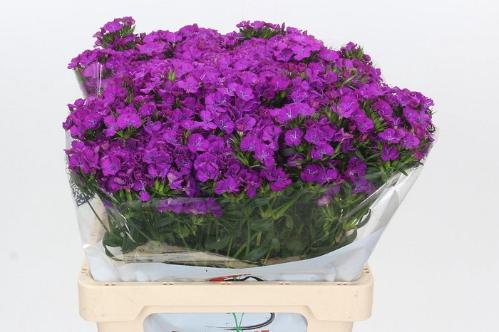 Dianthus barbatus 'Amazon Neon Purple'