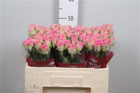 Rosa grootbloemig Time Square