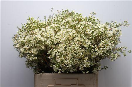 Chamelaucium 'Ivory Pearl'