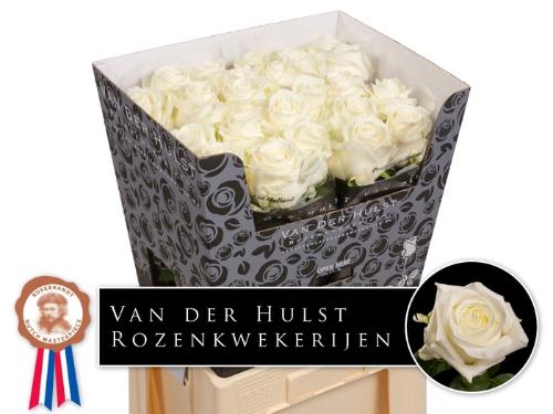 Rosa grootbloemig Noëlia