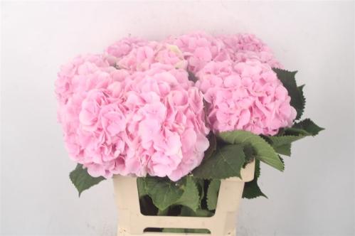 Hydrangea macrophylla 'Verena'