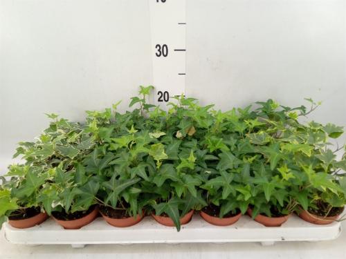 Hedera helix gemengd