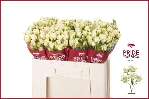 Rosa tros Snowflake