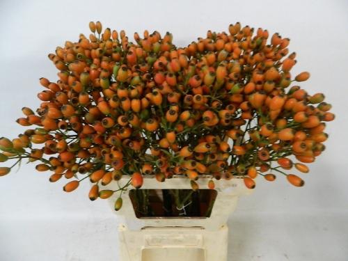 Rosa Orange Fruitilia (rozenbottel)