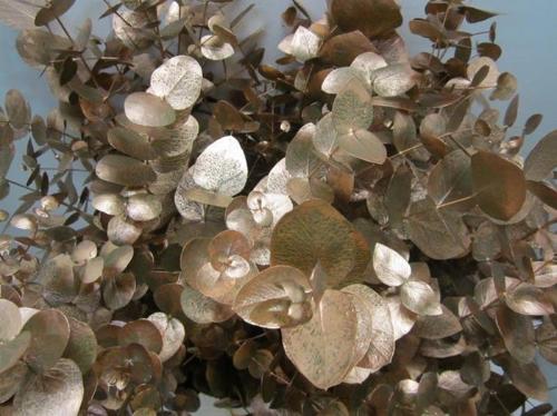 Eucalyptus cinerea kleurbehandeld per bos H%