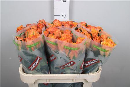 Rosa grootbloemig Yokey Dokey