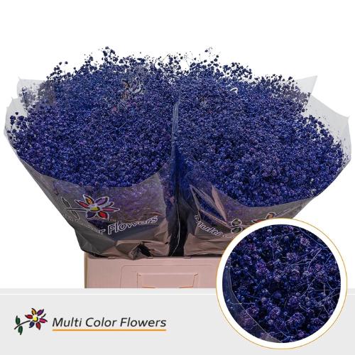 Gypsophila overig kleurbehandeld H%
