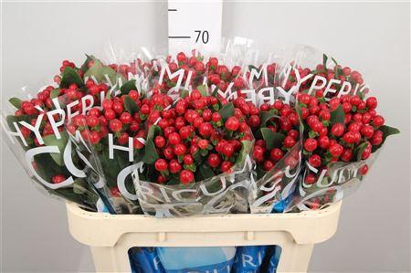 Hypericum Coco Tango