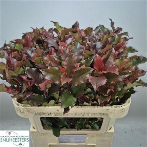 Photinia Magical Volcano