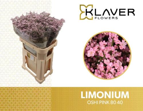 Limonium Safora Oshi Pink
