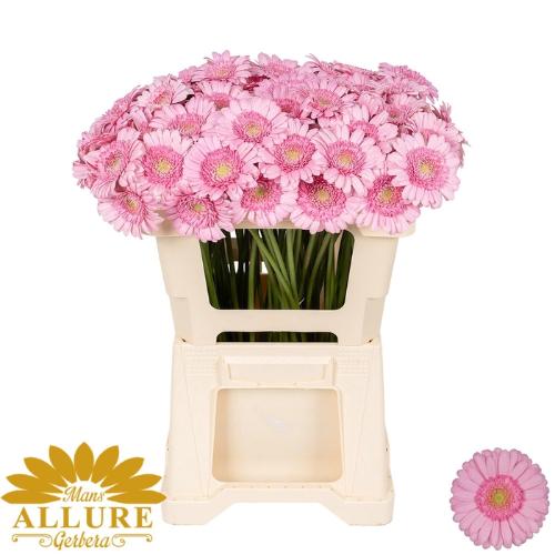 Gerbera mini 'Kimsey'