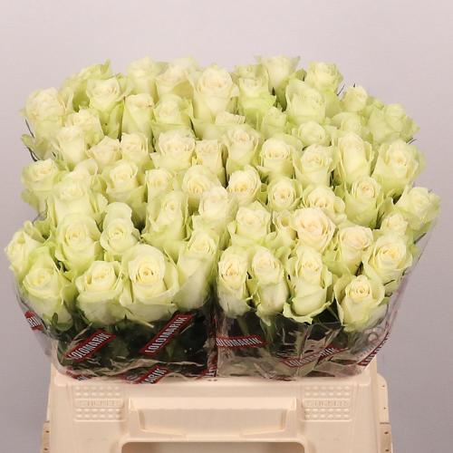 Rosa grootbloemig Athena