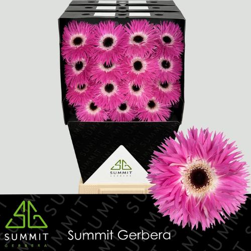 Gerbera grootbloemig spinvormig Stitch+