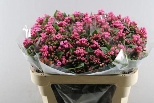 Bouvardia enkelbloemig Royal Roza