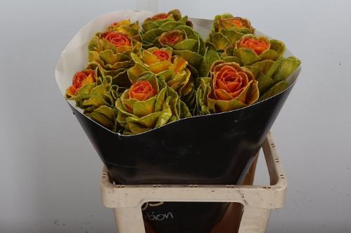 Brassica oleracea kleurbehandeld H%