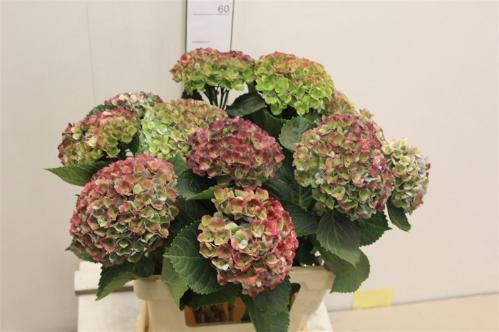 Hydrangea macrophylla Magical Revolution (classic)