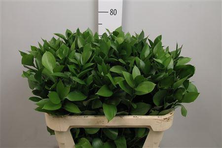 Ruscus hypophyllum (groot blad)