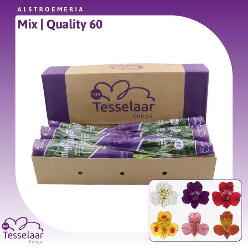 Alstoemeria gemengd in fust