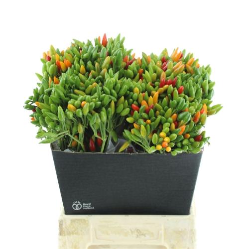 Capsicum annuum per tak 'Green Fire' (peper)