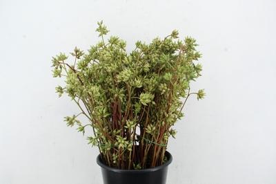 Eucalyptus robusta (met bes)