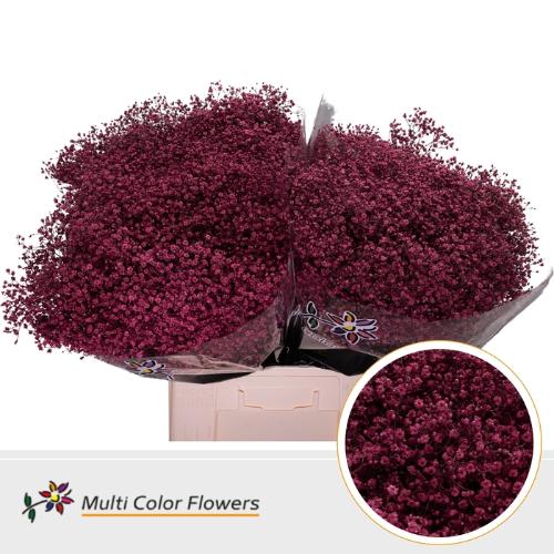 Gypsophila overig kleurbehandeld H%