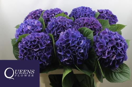 Hydrangea macrophylla Royal King