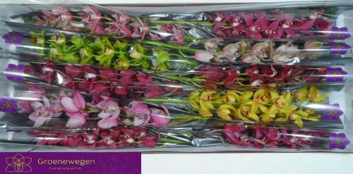 Cymbidium mini per tak gemengd