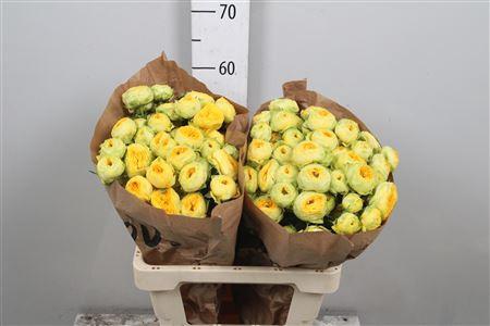 Rosa tros Golden Trendsetter