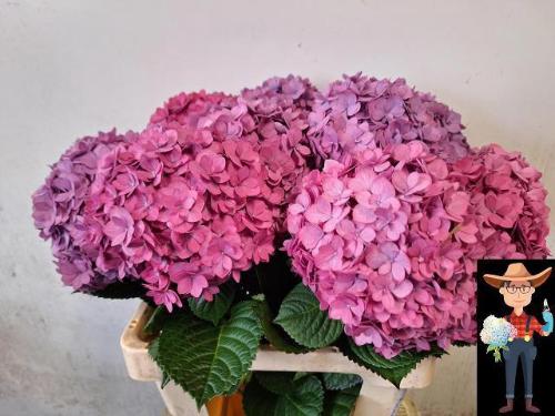 Hydrangea macrophylla 'Adora'