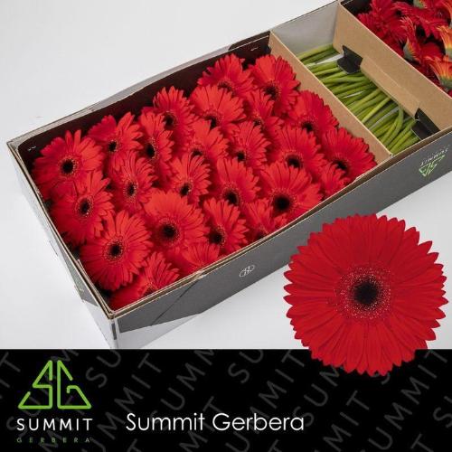 Gerbera grootbloemig 'Blinddate'