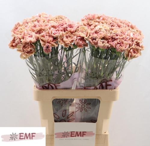 Dianthus standaard Miss Marble