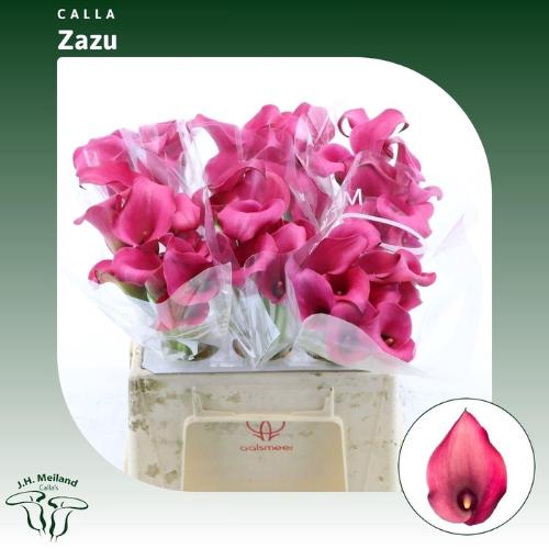Zantedeschia 'Zazu'