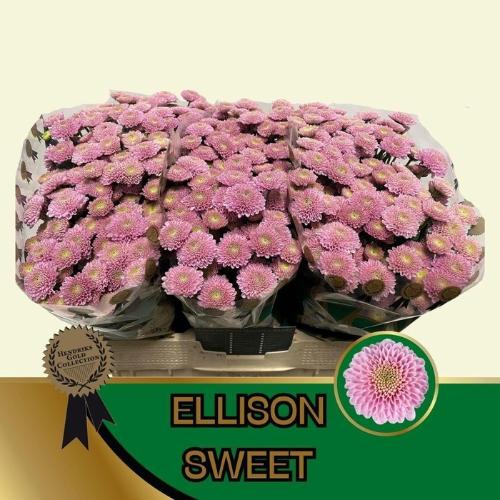 Chrysanthemum (Indicum Grp) tros santini Ellison Sweet