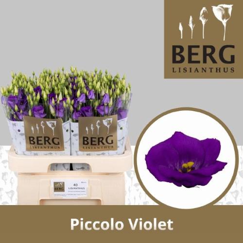 Eustoma russellianum enkelbloemig 'Piccolo Violet'