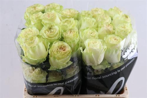 Rosa grootbloemig Dynamic