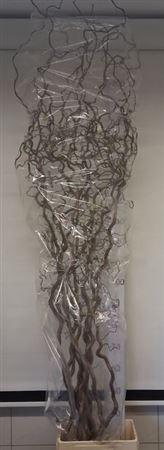 Corylus avellana 'Contorta'