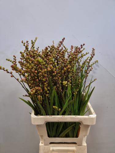 Crocosmia met bes overig