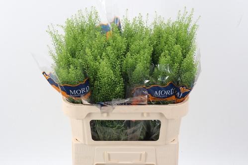 Thlaspi Green Bell