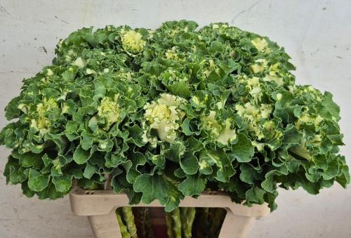 Brassica oleracea 'Crane Ruffle White'