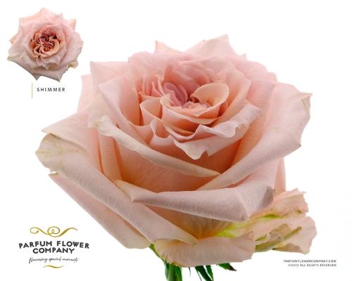 Rosa grootbloemig Shimmer