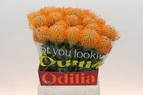 Leucospermum Ayoba Sun