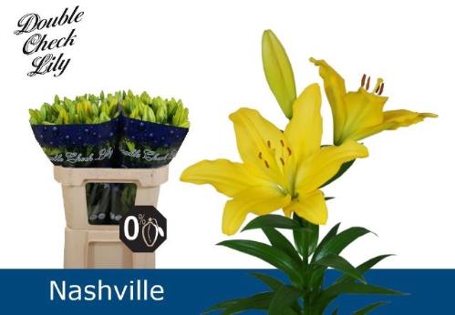 Lilium Longiflorum x Aziatische Grp 'Nashville'