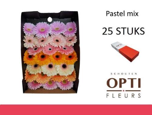 Gerbera grootbloemig overig