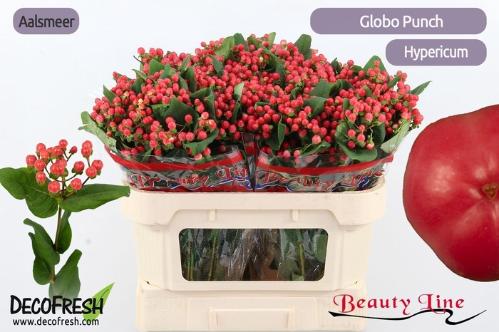 Hypericum x inodorum Globo Punch