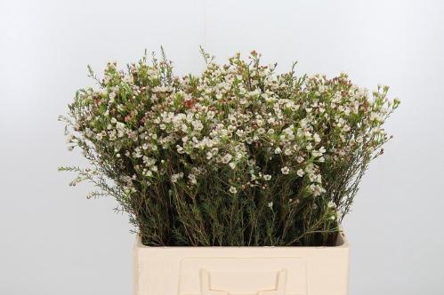 Chamelaucium 'Blondie'