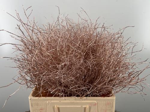 Vaccinium kleurbehandeld H%